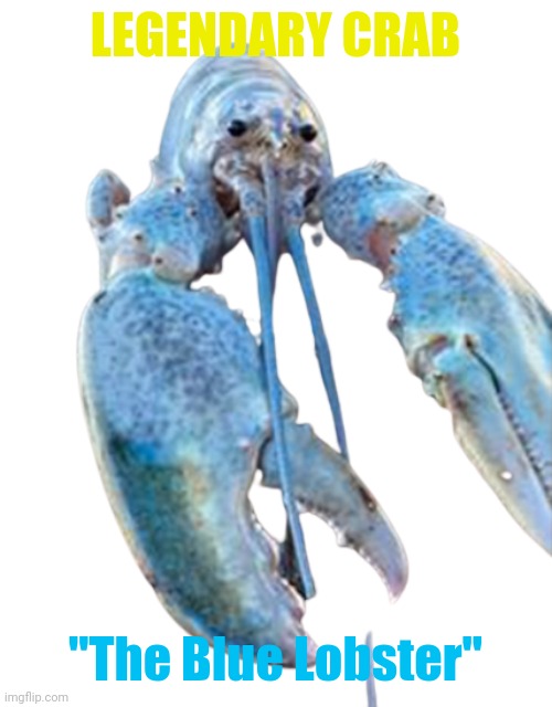 Hattie the Cotton Candy Blue Lobster staring at you | LEGENDARY CRAB "The Blue Lobster" | image tagged in hattie the cotton candy blue lobster staring at you | made w/ Imgflip meme maker