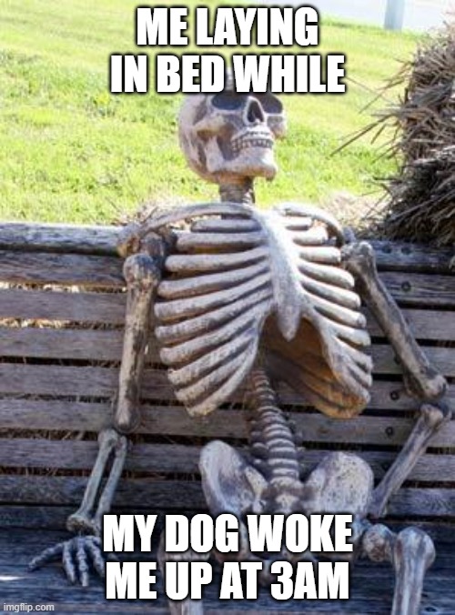 Waiting Skeleton | ME LAYING IN BED WHILE; MY DOG WOKE ME UP AT 3AM | image tagged in memes,waiting skeleton | made w/ Imgflip meme maker