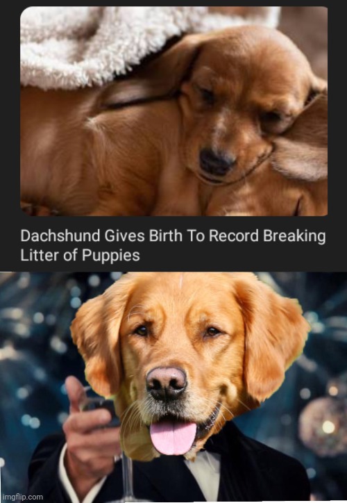 Gave birth | image tagged in dog cheers,record,birth,memes,dogs,dog | made w/ Imgflip meme maker