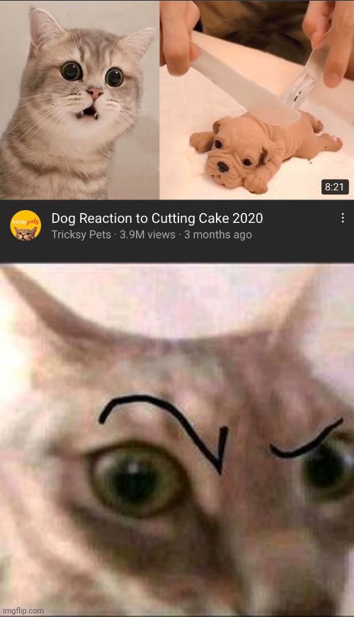 Not a cat reaction | image tagged in raised eyebrow cat,cat,dog,cake,you had one job,memes | made w/ Imgflip meme maker