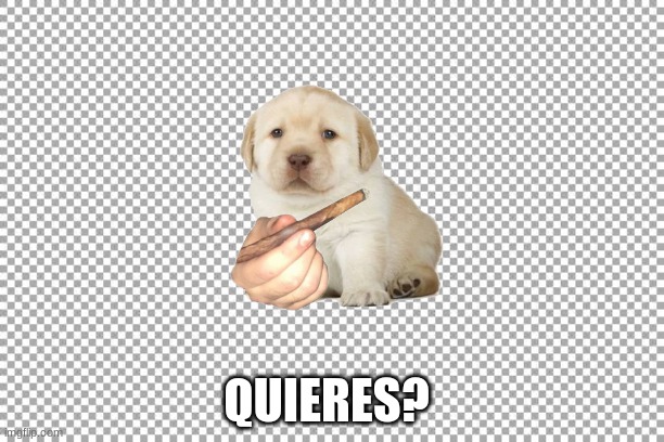 dog | QUIERES? | image tagged in free | made w/ Imgflip meme maker