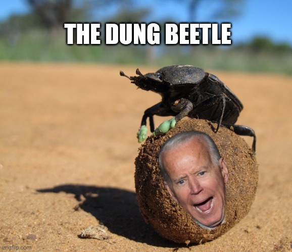 Joe biden | THE DUNG BEETLE | image tagged in joe biden | made w/ Imgflip meme maker