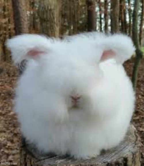 Fluffy bunny rabbut | image tagged in fluffy bunny rabbut | made w/ Imgflip meme maker