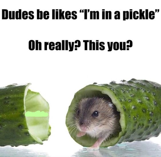 image tagged in memes,funny | made w/ Imgflip meme maker