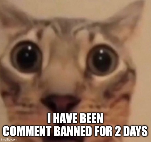 Surprised cat | I HAVE BEEN COMMENT BANNED FOR 2 DAYS | image tagged in surprised cat | made w/ Imgflip meme maker