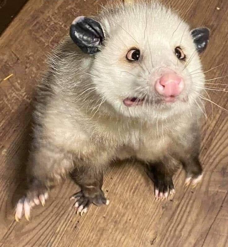 High Quality Dumb possum Blank Meme Template