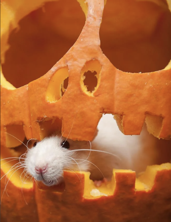 High Quality Pumpkin Rat Blank Meme Template