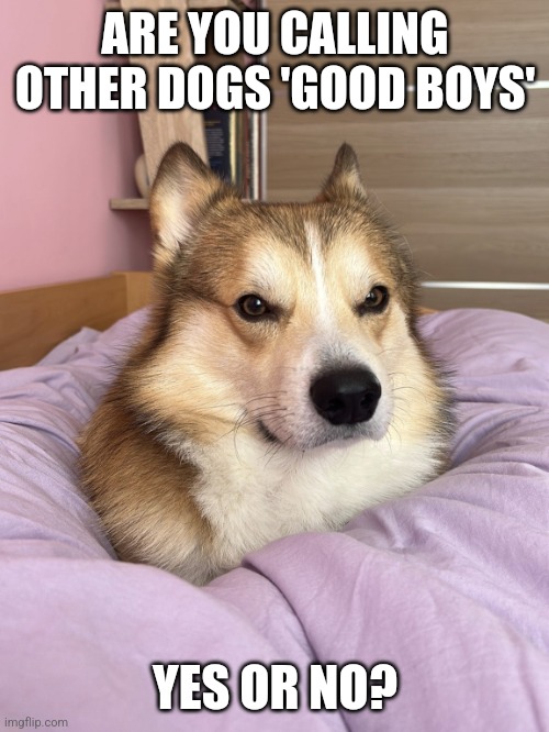 Corgo | ARE YOU CALLING OTHER DOGS 'GOOD BOYS'; YES OR NO? | image tagged in corgo | made w/ Imgflip meme maker