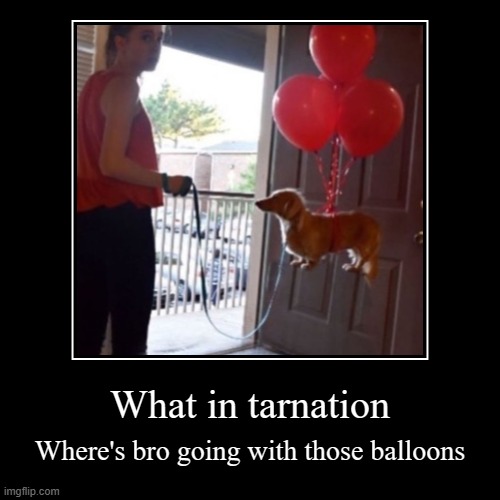 Users say that we need more "variety" on imgflip, so here you go | What in tarnation | Where's bro going with those balloons | image tagged in funny,demotivationals,not actually funny,guhjiffy | made w/ Imgflip demotivational maker