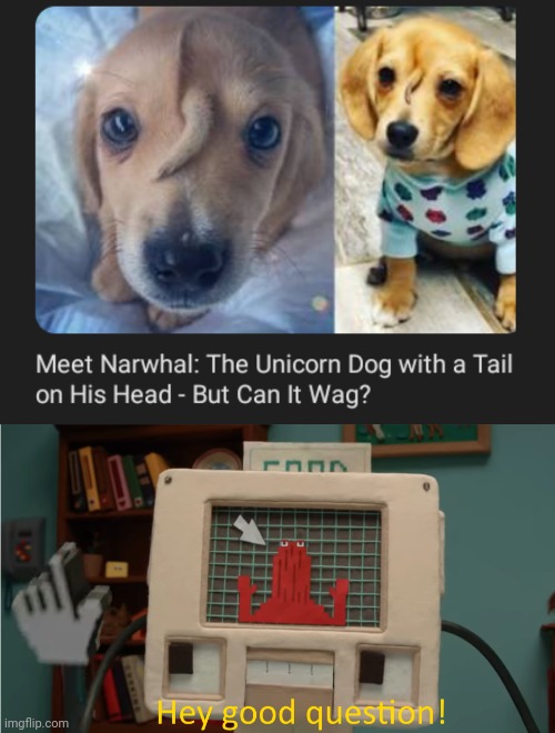 Narwhal: The Unicorn Dog | image tagged in hey good question,narwhal,unicorn,dog,memes,dogs | made w/ Imgflip meme maker
