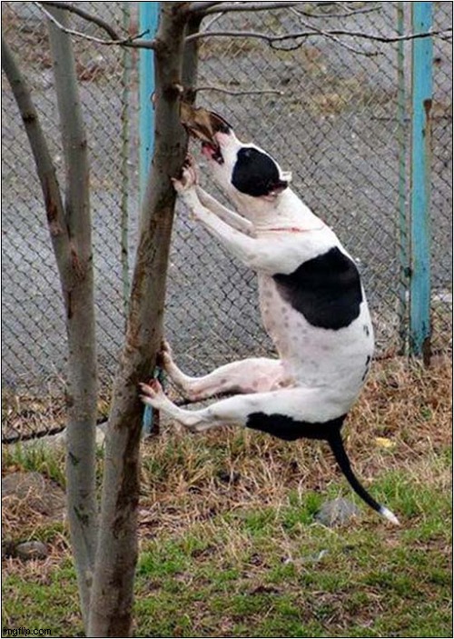 Bark ! | image tagged in dog,tree,bark | made w/ Imgflip meme maker