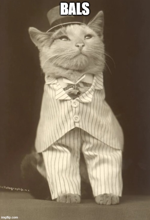 Cat in pinstripe | BALS | image tagged in cat in pinstripe | made w/ Imgflip meme maker