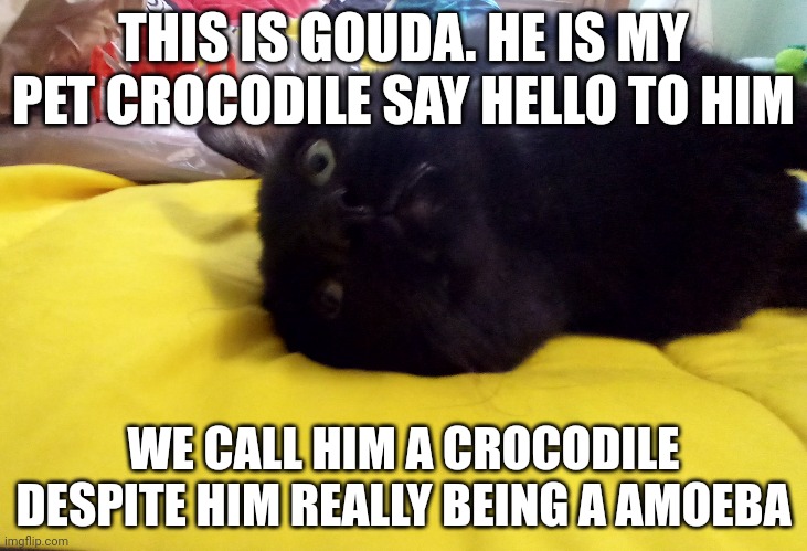 :3 | THIS IS GOUDA. HE IS MY PET CROCODILE SAY HELLO TO HIM; WE CALL HIM A CROCODILE DESPITE HIM REALLY BEING A AMOEBA | made w/ Imgflip meme maker