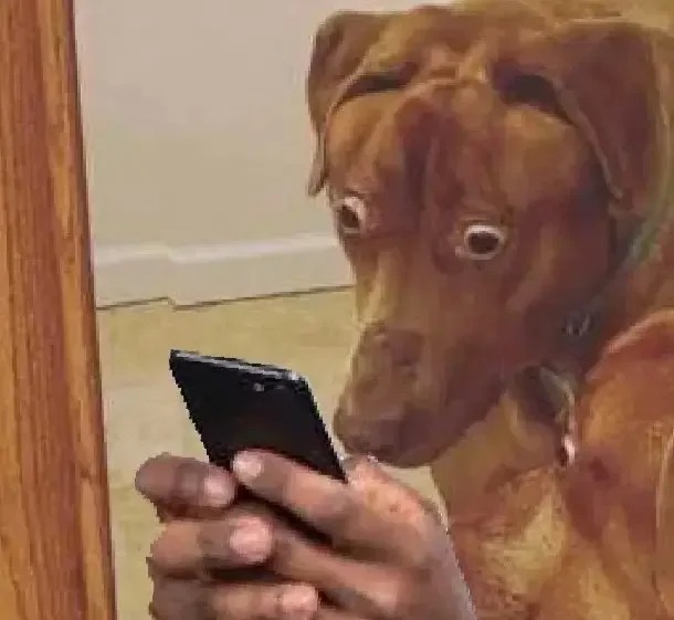 High Quality Dog looking at phone disturbed Blank Meme Template