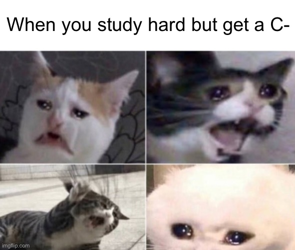 I STUDIED THOUGH. | When you study hard but get a C- | image tagged in memes,grumpy cat | made w/ Imgflip meme maker