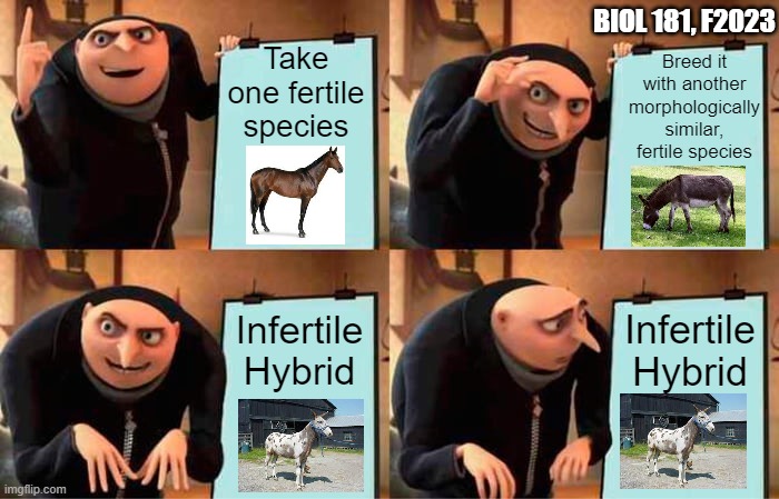 Gru's Plan Meme | BIOL 181, F2023; Take one fertile species; Breed it with another morphologically similar, fertile species; Infertile Hybrid; Infertile Hybrid | image tagged in memes,gru's plan | made w/ Imgflip meme maker