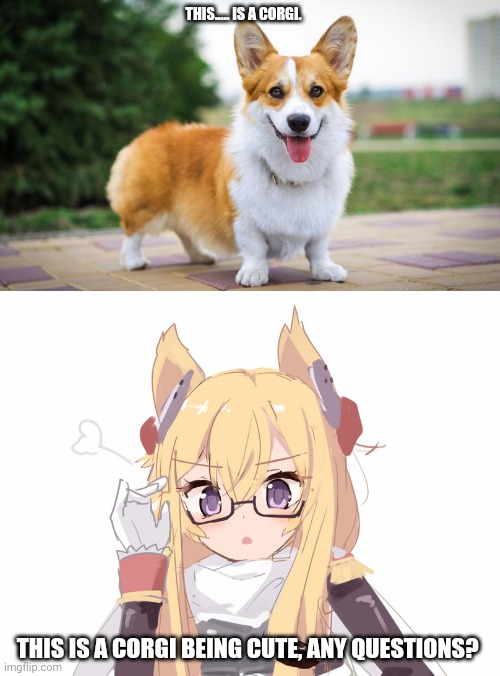 THIS..... IS A CORGI. THIS IS A CORGI BEING CUTE, ANY QUESTIONS? | made w/ Imgflip meme maker