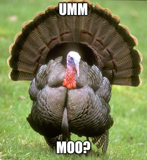 Turkey Meme | UMM; MOO? | image tagged in memes,turkey | made w/ Imgflip meme maker