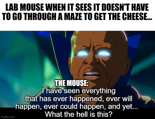 You mean I don't have to do a maze??? | LAB MOUSE WHEN IT SEES IT DOESN'T HAVE TO GO THROUGH A MAZE TO GET THE CHEESE... THE MOUSE: | image tagged in what the hell is this,science | made w/ Imgflip meme maker