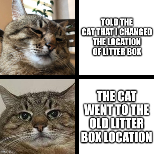 Bad litter box location | TOLD THE CAT THAT I CHANGED THE LOCATION OF LITTER BOX; THE CAT WENT TO THE OLD LITTER BOX LOCATION | image tagged in stepan cat,litter box,problems,location | made w/ Imgflip meme maker
