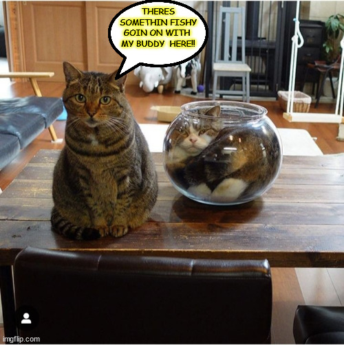 cats | THERES SOMETHIN FISHY GOIN ON WITH  MY BUDDY  HERE!! | image tagged in funny | made w/ Imgflip meme maker