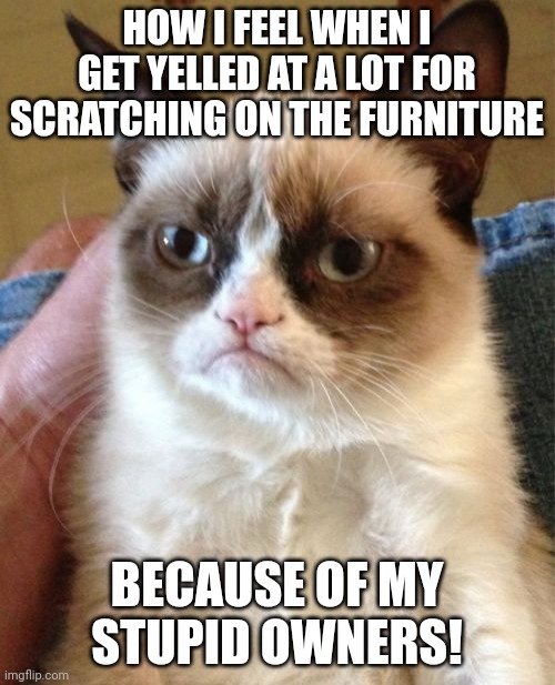My cat scratches on furniture | HOW I FEEL WHEN I GET YELLED AT A LOT FOR SCRATCHING ON THE FURNITURE; BECAUSE OF MY STUPID OWNERS! | image tagged in memes,grumpy cat | made w/ Imgflip meme maker