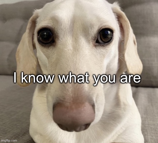 homophobic dog | I know what you are | image tagged in homophobic dog | made w/ Imgflip meme maker