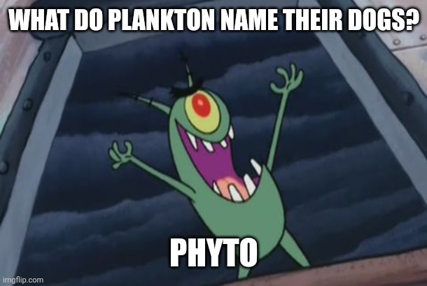 Plankton evil laugh | WHAT DO PLANKTON NAME THEIR DOGS? PHYTO | image tagged in plankton evil laugh | made w/ Imgflip meme maker