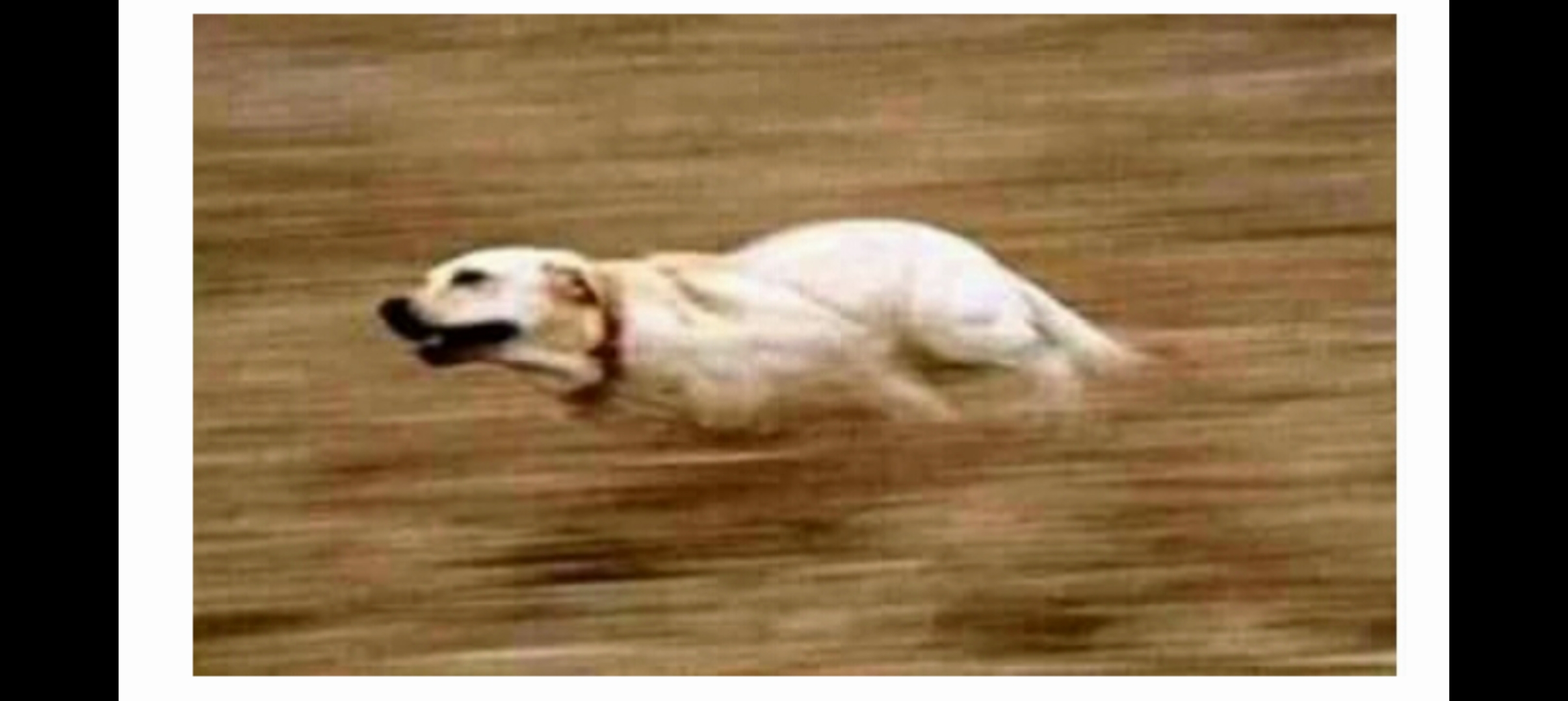 High Quality Dog running fast Blank Meme Template