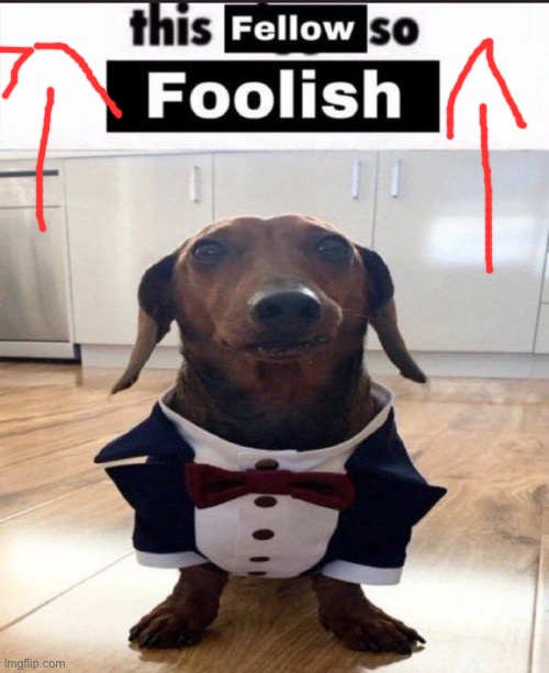 This fellow is so foolish | image tagged in this fellow is so foolish | made w/ Imgflip meme maker