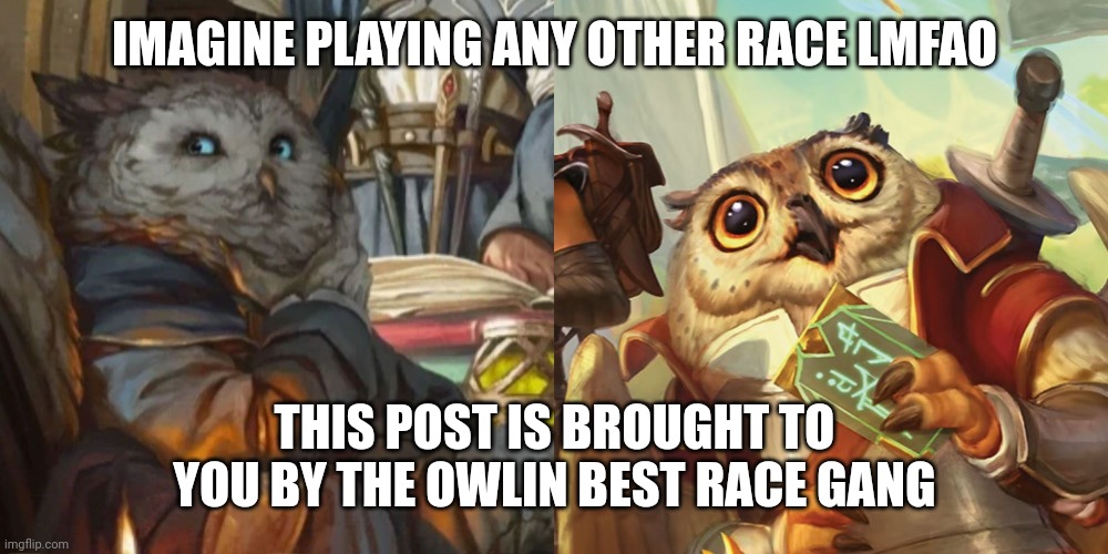 Owlin Gang | IMAGINE PLAYING ANY OTHER RACE LMFAO; THIS POST IS BROUGHT TO YOU BY THE OWLIN BEST RACE GANG | image tagged in dungeons and dragons | made w/ Imgflip meme maker