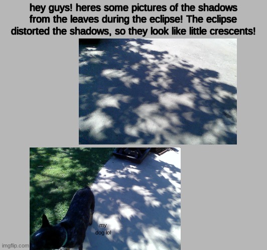 Eclipse | hey guys! heres some pictures of the shadows from the leaves during the eclipse! The eclipse distorted the shadows, so they look like little crescents! my dog lol | image tagged in solar eclipse,shadows | made w/ Imgflip meme maker