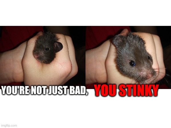 Don't Be Stinky | YOU STINKY; YOU'RE NOT JUST BAD, | image tagged in hamster,stinky,stupid,bad pun | made w/ Imgflip meme maker