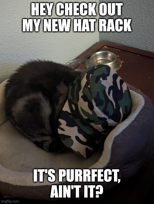 We had Hat Kid and now we have Hat Cat | HEY CHECK OUT MY NEW HAT RACK; IT'S PURRFECT, AIN'T IT? | image tagged in hat cat | made w/ Imgflip meme maker