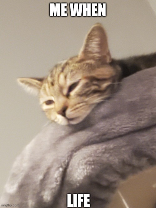 sleepy kiwi | ME WHEN; LIFE | image tagged in sleepy kiwi,tired cat,life | made w/ Imgflip meme maker