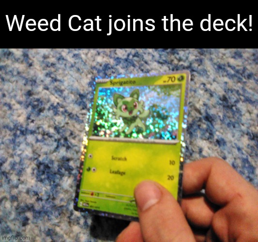 Sprig card unpacked :O | Weed Cat joins the deck! | image tagged in sprigatito,pokemon card | made w/ Imgflip meme maker
