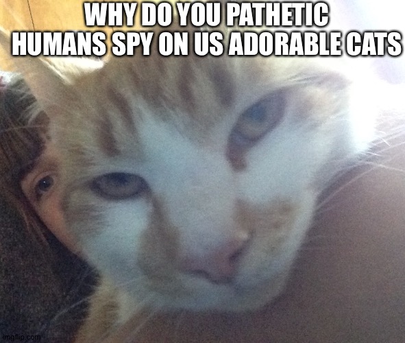 Humans spy on cats | WHY DO YOU PATHETIC HUMANS SPY ON US ADORABLE CATS | image tagged in cute cats | made w/ Imgflip meme maker
