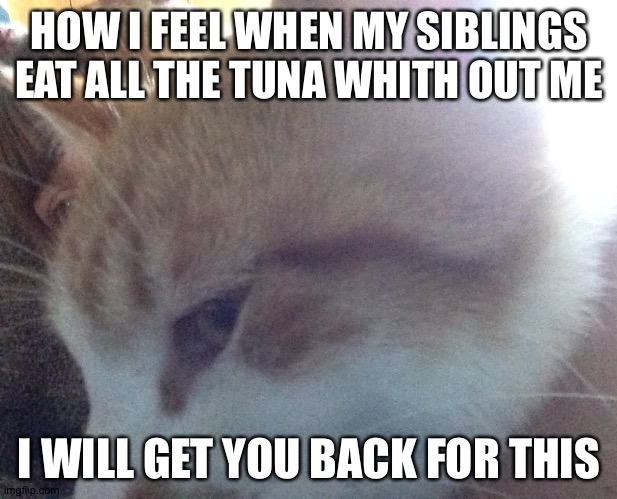 I will get you back for eating the tuna whith out me | HOW I FEEL WHEN MY SIBLINGS EAT ALL THE TUNA WHITH OUT ME; I WILL GET YOU BACK FOR THIS | image tagged in cats | made w/ Imgflip meme maker
