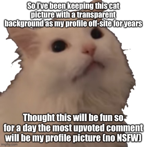 I stated “no NSFW” yet I’m still scared | So I’ve been keeping this cat picture with a transparent background as my profile off-site for years; Thought this will be fun so for a day the most upvoted comment will be my profile picture (no NSFW) | image tagged in transparent thurston waffles | made w/ Imgflip meme maker