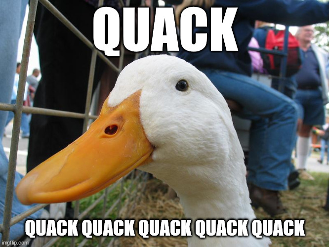 Quack | QUACK; QUACK QUACK QUACK QUACK QUACK | image tagged in quack | made w/ Imgflip meme maker