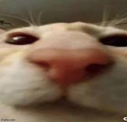 cat stare | image tagged in cat stare | made w/ Imgflip meme maker