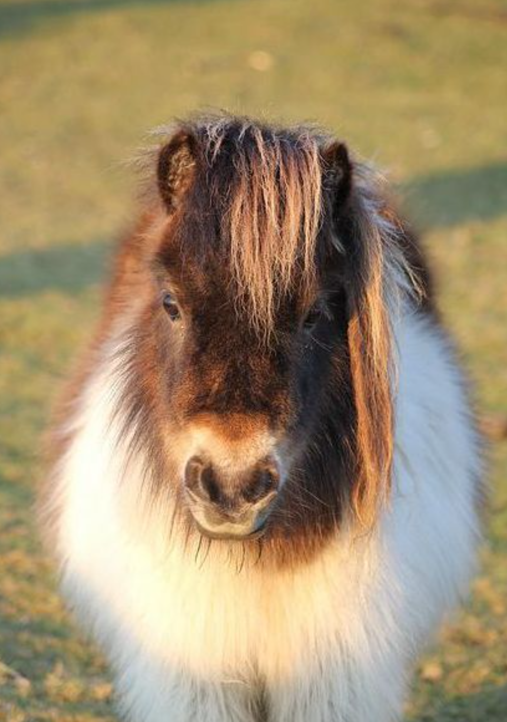 Shetland pony Blank Meme Template