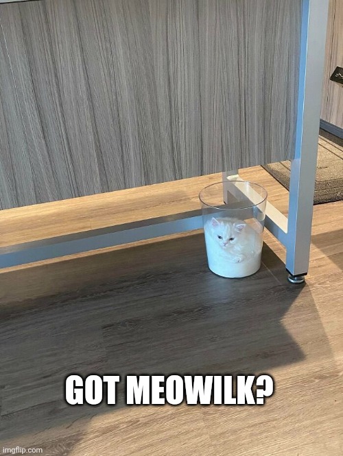 Gotmeowilk?.png | GOT MEOWILK? | image tagged in funny,cats | made w/ Imgflip meme maker