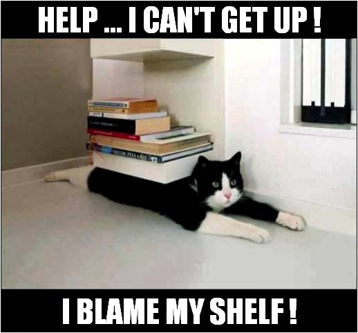 Cat Crushed With The Weight Of Knowledge ! | HELP ... I CAN'T GET UP ! I BLAME MY SHELF ! | image tagged in cats,crush,books,shelf | made w/ Imgflip meme maker