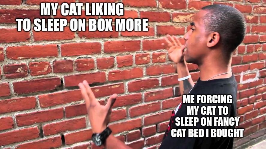 Literally my cat | MY CAT LIKING TO SLEEP ON BOX MORE; ME FORCING MY CAT TO SLEEP ON FANCY CAT BED I BOUGHT | image tagged in talking to wall,cats,funny | made w/ Imgflip meme maker