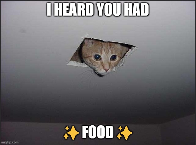 cats when you have food: | I HEARD YOU HAD; ✨FOOD✨ | image tagged in memes,cat | made w/ Imgflip meme maker