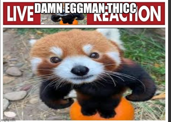 Live FunnyRedPanda reaction | DAMN EGGMAN THICC | image tagged in live funnyredpanda reaction | made w/ Imgflip meme maker