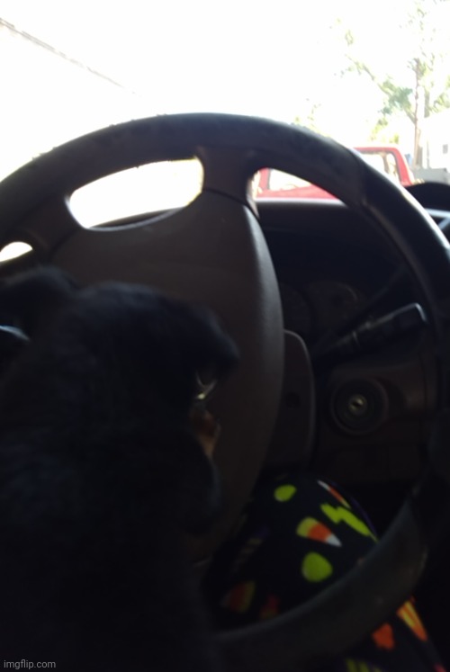 my dog can drive | made w/ Imgflip meme maker
