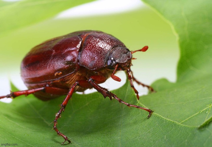 Has anybody saw this bug before | made w/ Imgflip meme maker