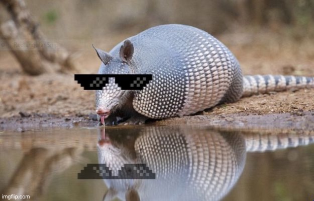 Guess who won the vote lmaoo | image tagged in armadillothug | made w/ Imgflip meme maker